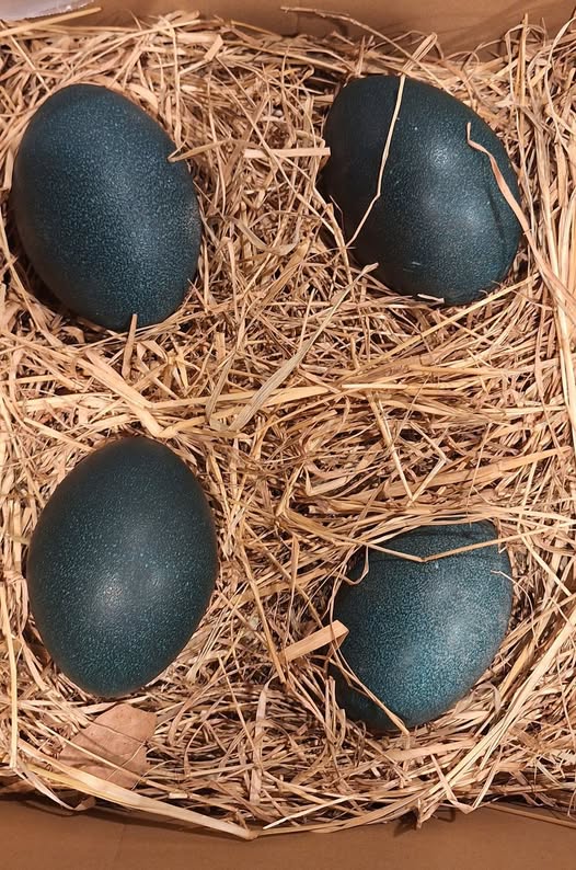 Fresh emu eggs